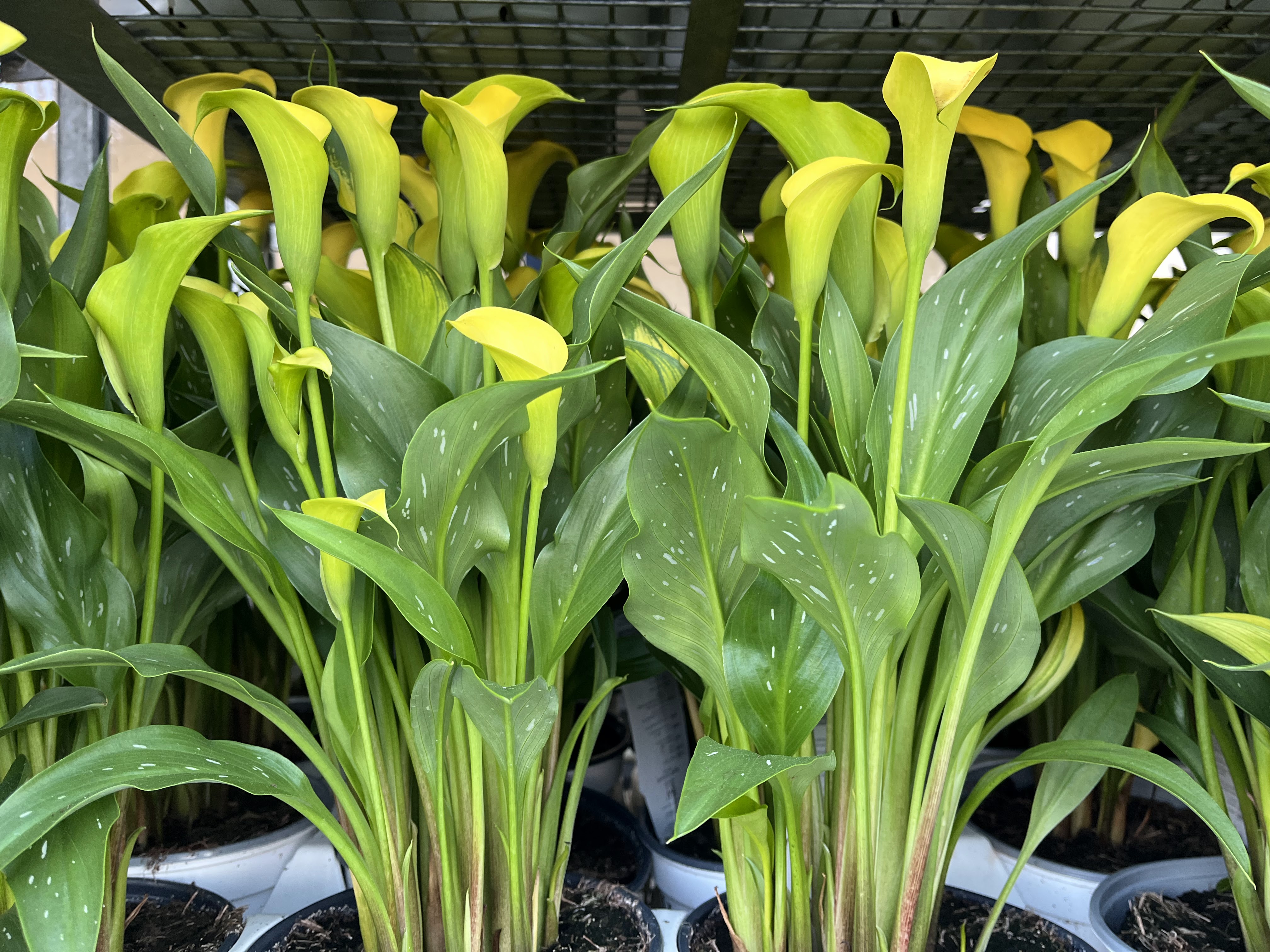 Krish Krishnan Shiju Realtor - Real Estate Agents in Metuchen, NJ in Metuchen, Metuchen